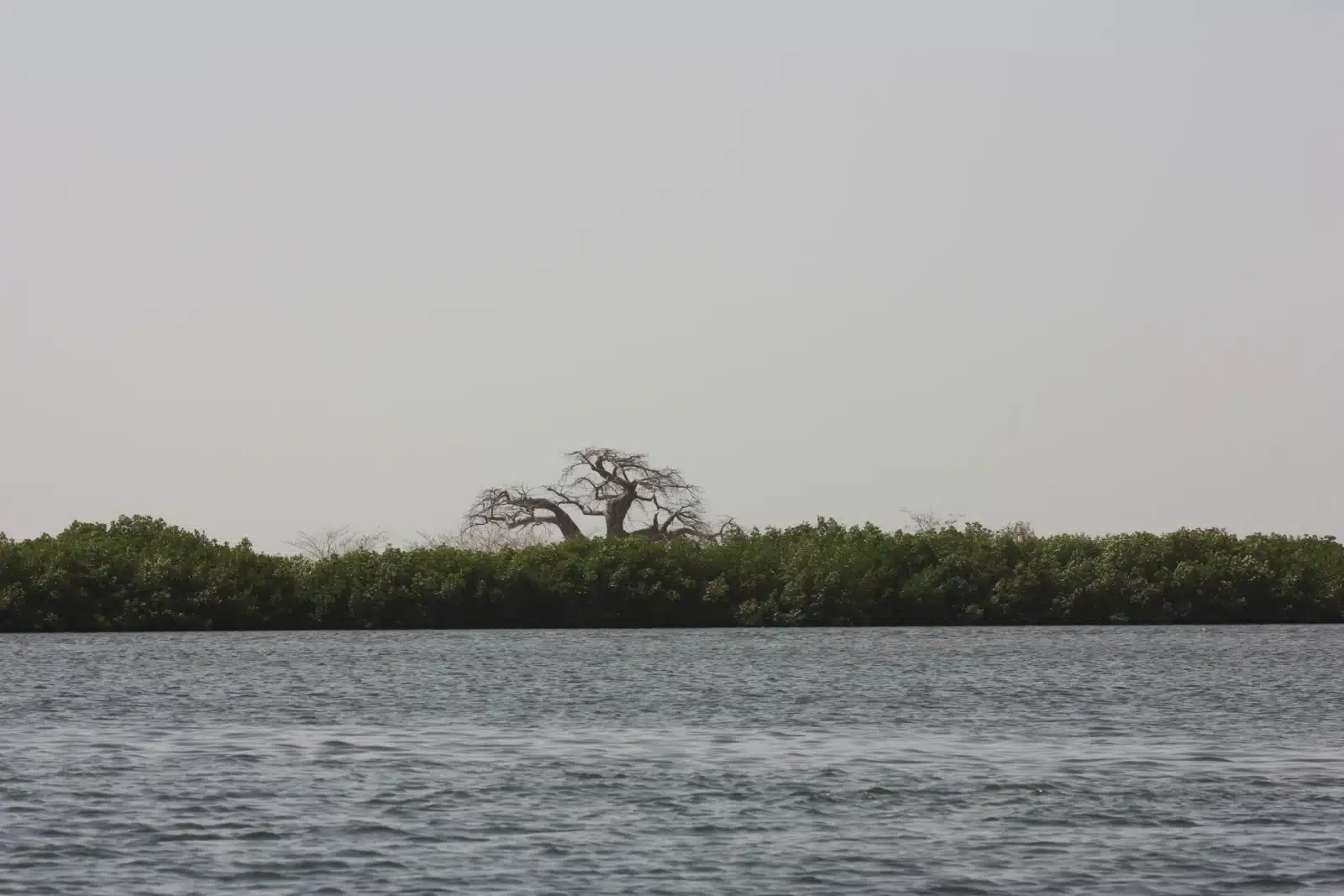 delta du saloum arbre