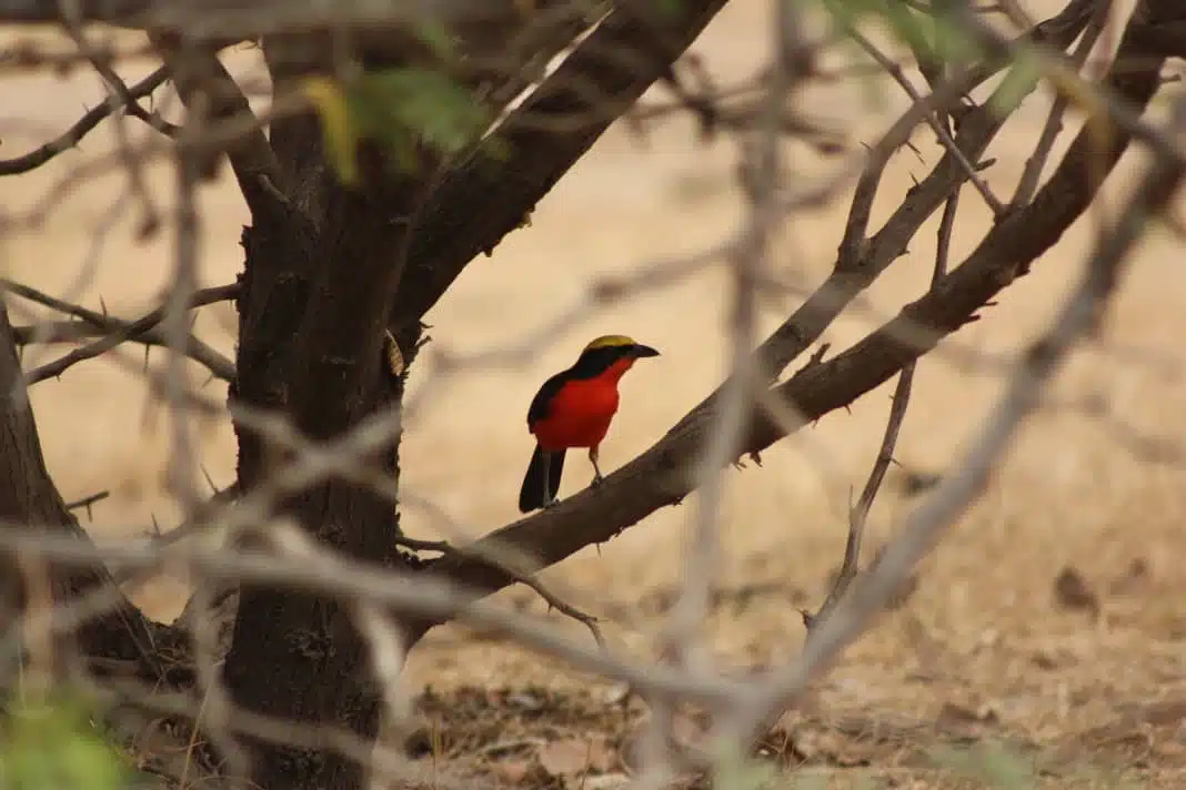 delta du saloum oiseau rouge